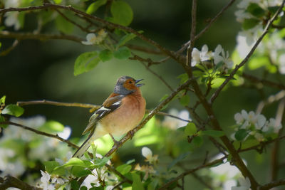 Bird perching on a tree