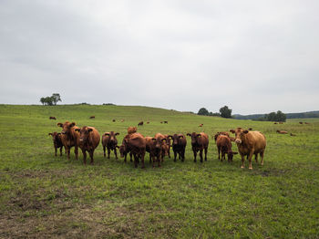 Horses grazing in a field