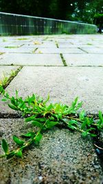 Close-up of plants growing on road