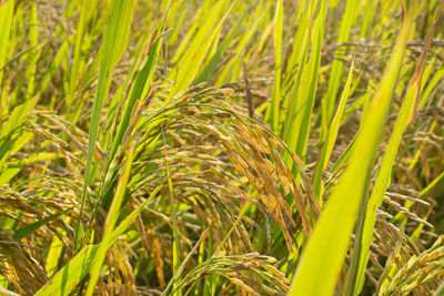 Close-up of wheat growing on field