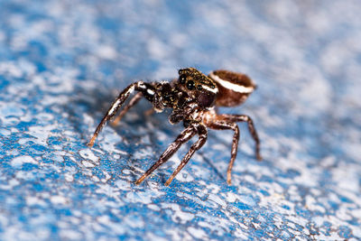 Close-up of spider