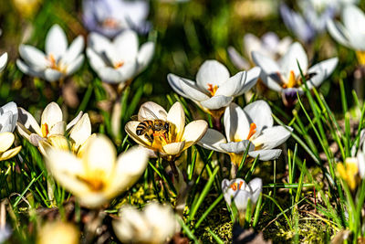 Close-up of white crocus flowers on field