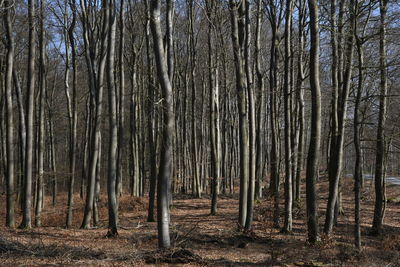 Trees in forest