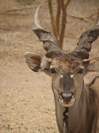 Close-up portrait of horned mammal on land