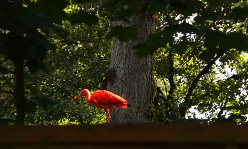 Low angle view of a bird perching on a plant