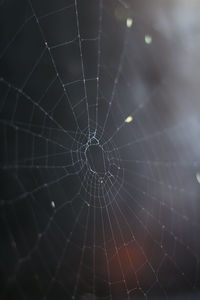 Close-up of spider web