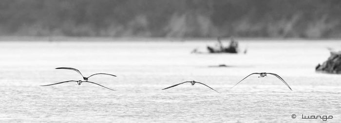 Close-up of birds in lake against sky