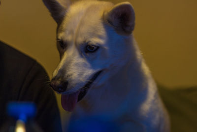 Close-up portrait of a dog looking away