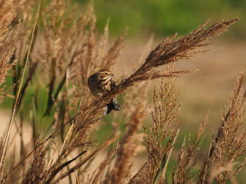 Bird perching on a plant