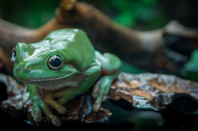 A cute green tree frog stares intently at the camera on a brown rotten wood