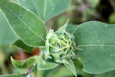 Close-up of insect on leaf