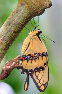 Close-up of butterfly perching on flower