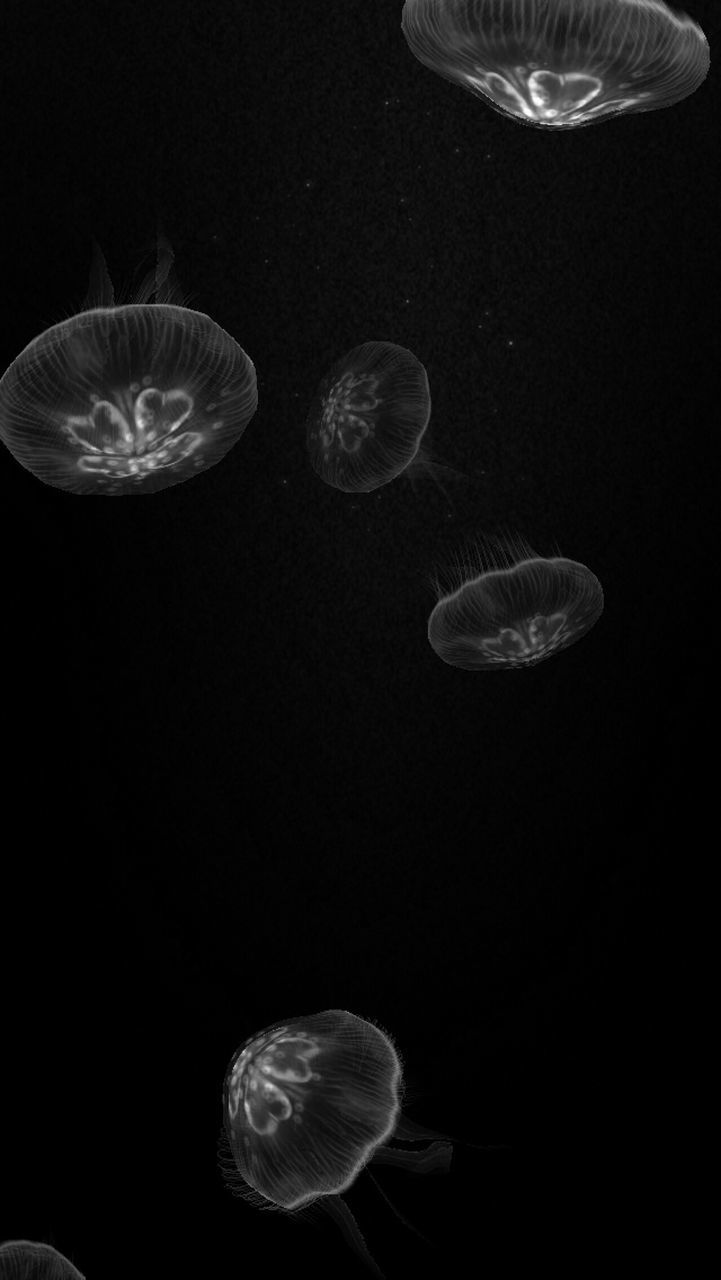 jellyfish, night, animal themes, sea life, underwater, water, glowing, illuminated, transparent, studio shot, wildlife, black background, copy space, swimming, undersea, animals in the wild, no people, beauty in nature, close-up, nature