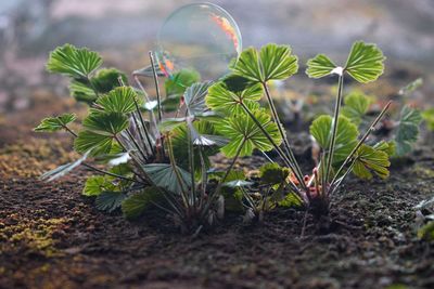 Close-up of plants growing on field