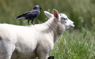 Raven on sheep