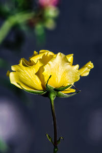 Close-up of yellow flowering plant