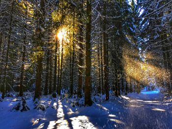 Trees in forest during winter