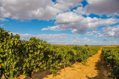 Scenic view of vineyard against sky