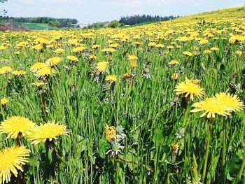 Close-up of yellow flowers blooming in field