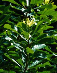 Close-up of fresh green plant