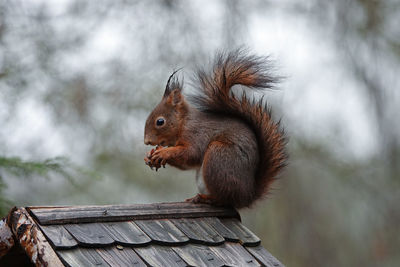 Close-up of squirrel on wood