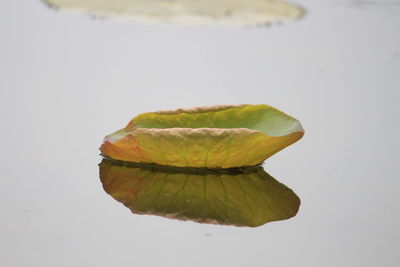 Close-up of leaf on water