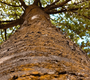 Low angle view of tree trunk