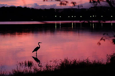 Silhouette birds on lake at sunset