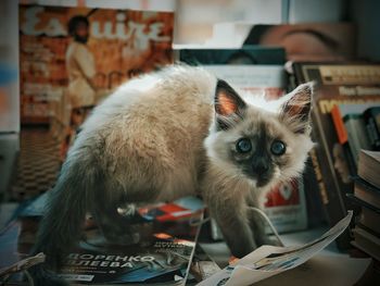 Portrait of cat on table