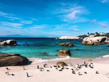 Penguins at beach against sky