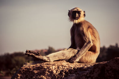 Langur sitting on rock against sky