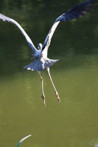 Bird flying over lake