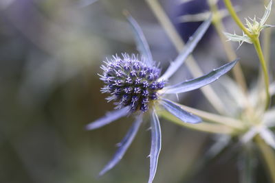 Close-up of purple thistle flower