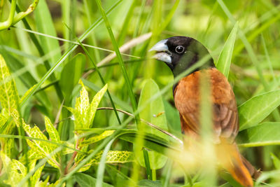 Close-up of bird perching on grass