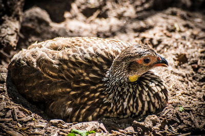 Close-up of hen relaxing on field