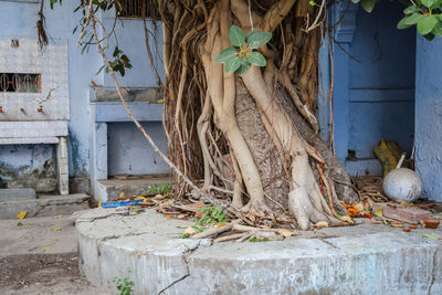 Ancient banyan tree timber at day from flat angle