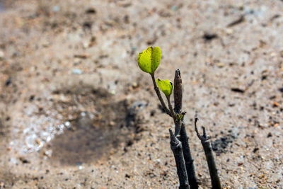 Close-up of plant growing on sand