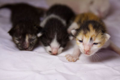 Close-up of a kitten