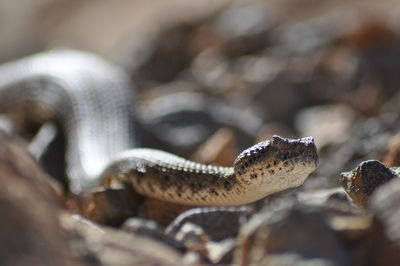 Close-up of snake