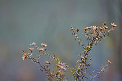 Close-up of wilted plant