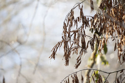 Close-up of dry plant