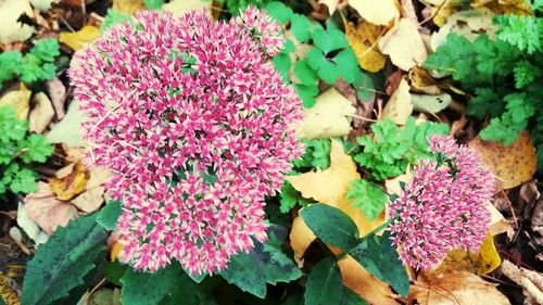 flowering plant