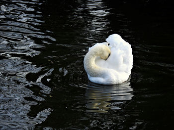 High angle view of swan swimming in lake