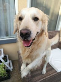 Close-up portrait of a dog