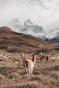 Guanacos standing on field against mountains