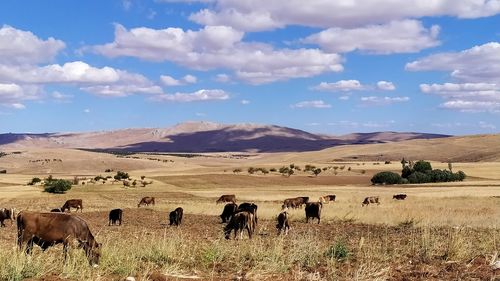 View of sheep on landscape