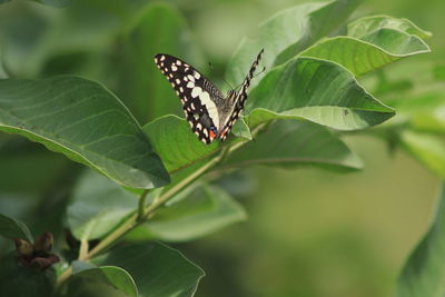 Close-up of butterfly on leaves