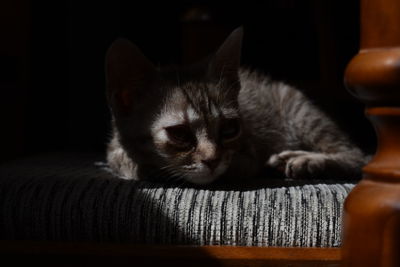 Close-up of cat resting on sofa at home