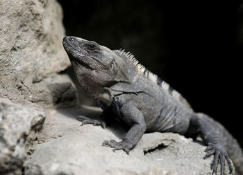 Close-up of lizard on rock