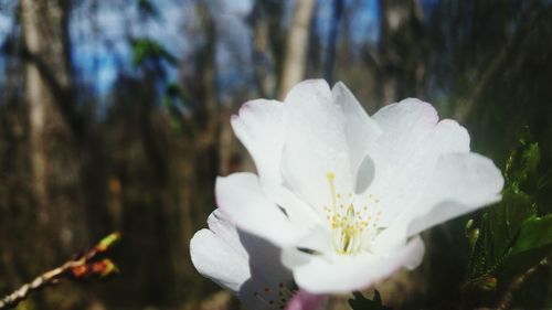 Close-up of white flowers